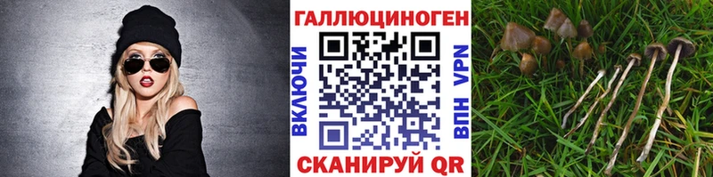 купить закладку Андреаполь Галлюциногенные грибы мицелий